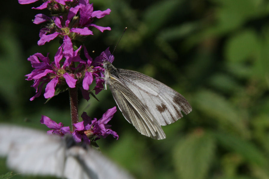 Pieris napi?